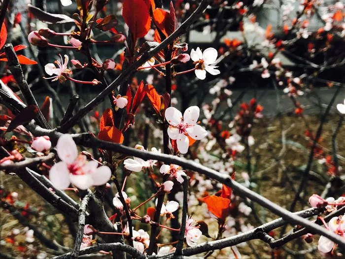Chi nhánh hoa anh đào mùa xuân nở rộ