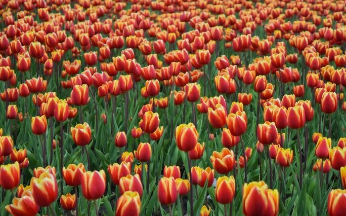 Ruộng hoa tulips màu cam đỏ mùa xuân