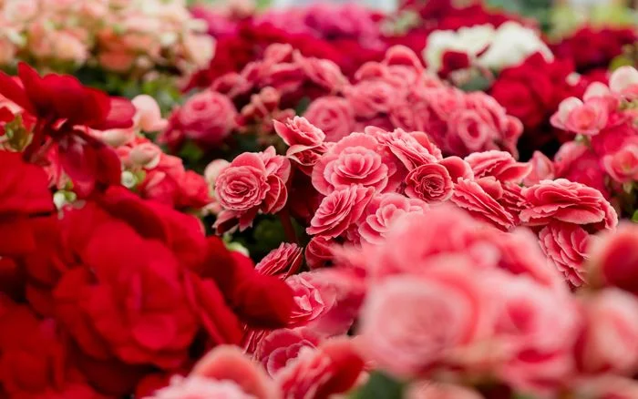 Vườn hoa thu hải đường rực rỡ sắc màu, hình ảnh mùa xuân tươi đẹp.