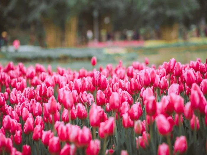 Hình ảnh mùa xuân với cánh đồng tulips màu hồng tươi đẹp