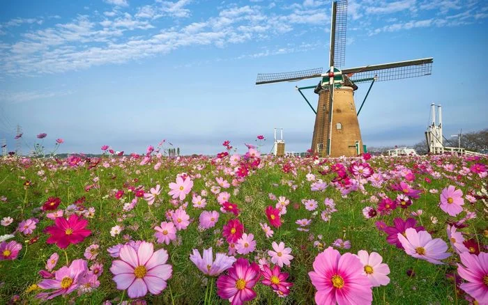 Cột cát gió giữa cánh hoa cosmos mùa xuân