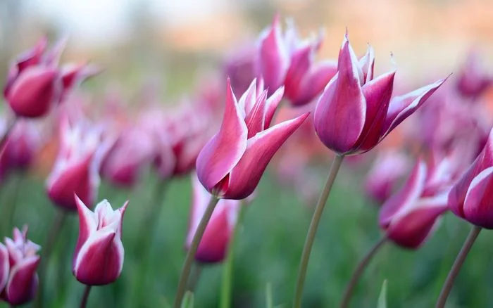 hình ảnh mùa xuân với những bông hoa tulip tím trắng nở rộ đẹp mắt