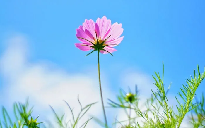 Bông hoa cosmos màu hồng dưới trời xuân
