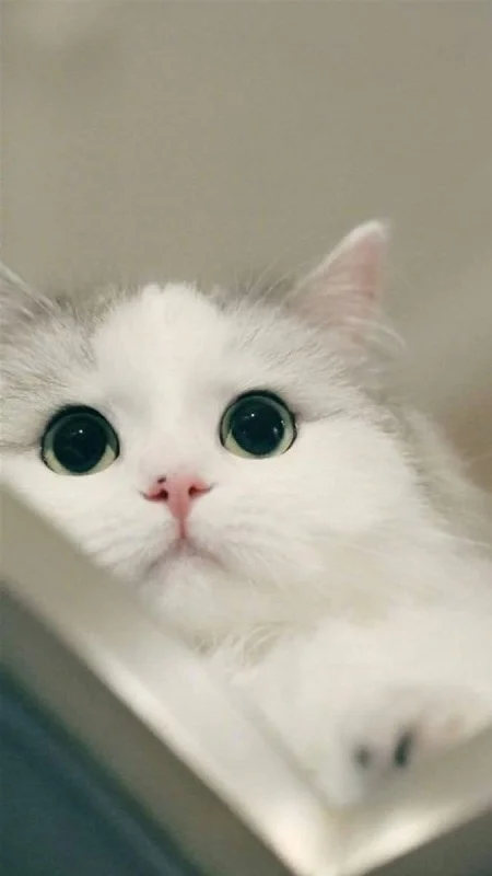 Bộ sưu tập ảnh mèo cute, dễ thương tan chảy - hình 7