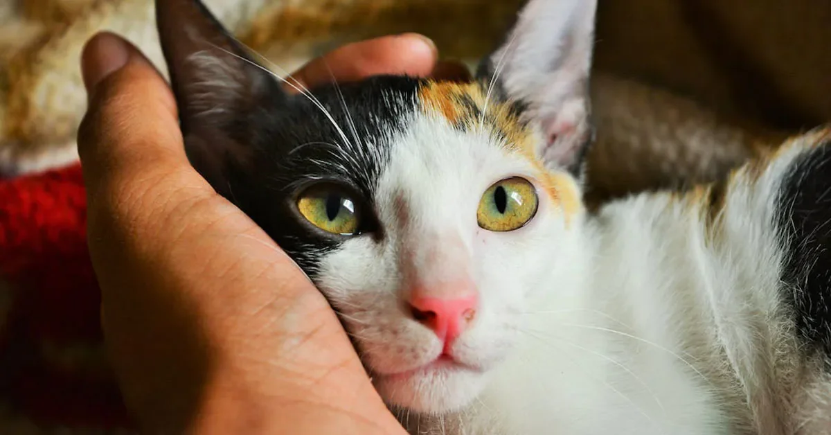 Mèo tam thể dụi đầu vào bàn tay người