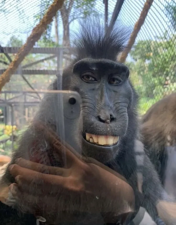 monkey taking selfie with phone showing teeth