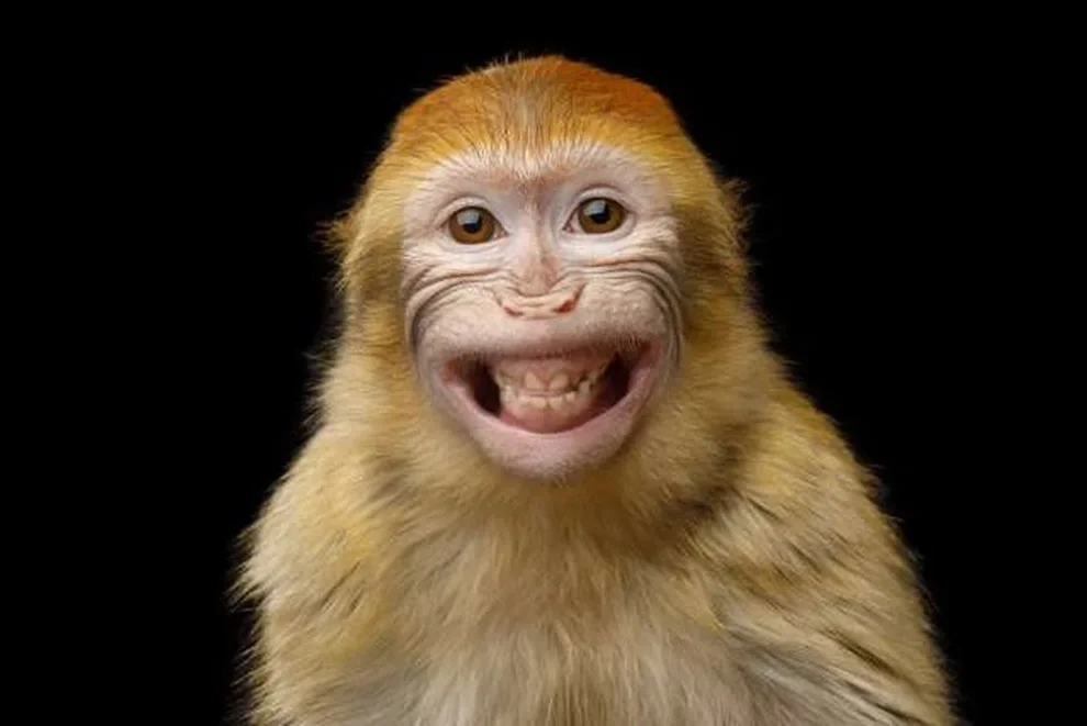 monkey grinning widely against black background