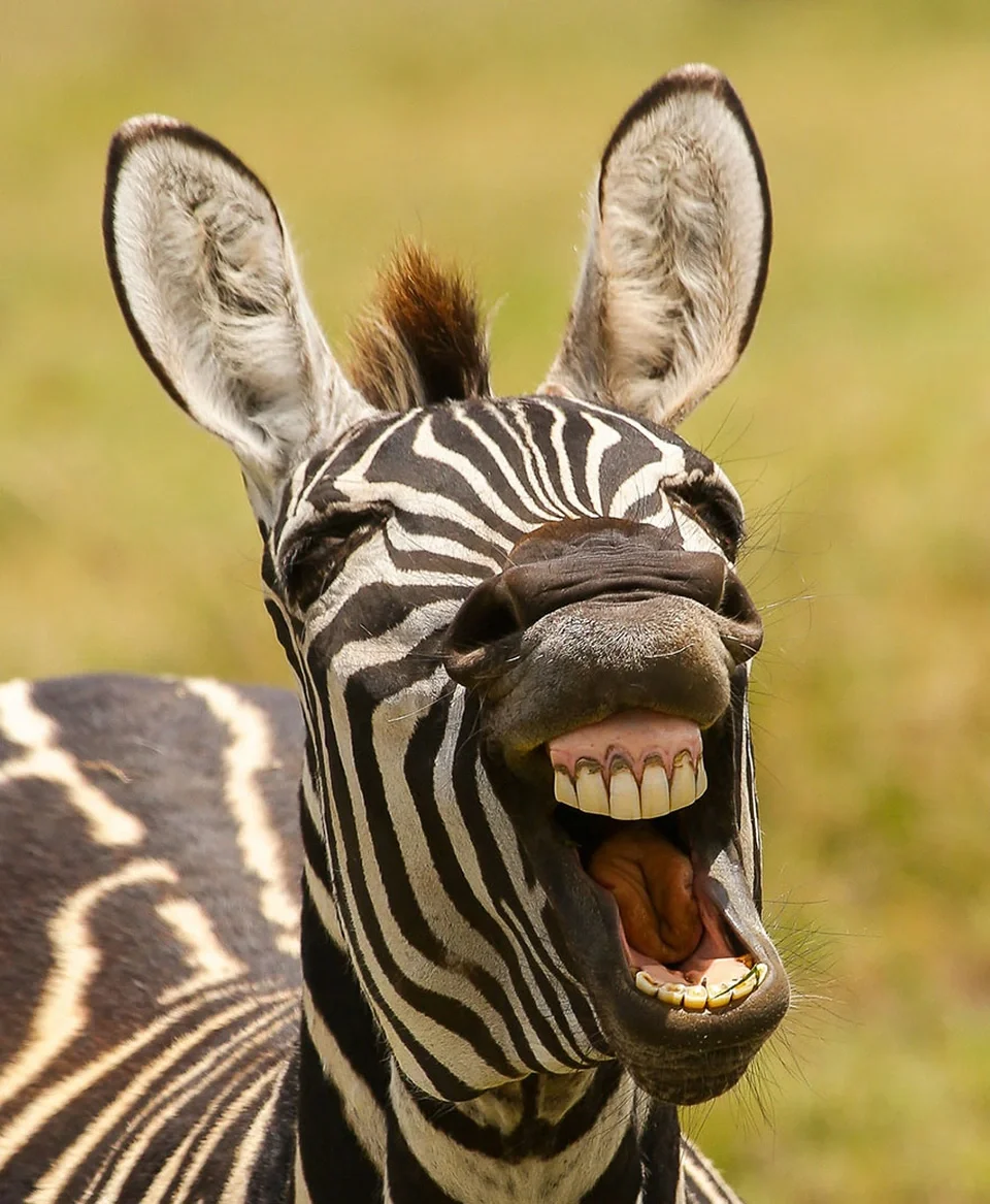zebra laughing with mouth open showing teeth