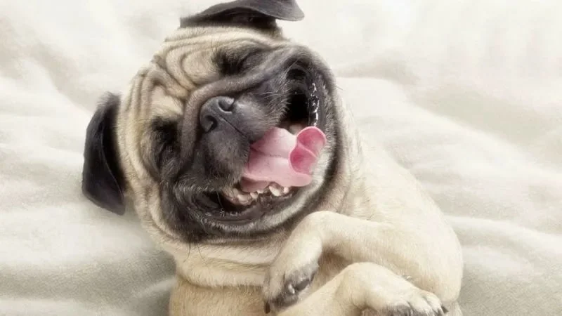 Hình ảnh meme về chú chó đang cười khiến nhiều người thích thú.