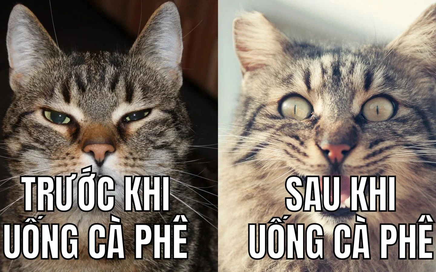meme hai 22