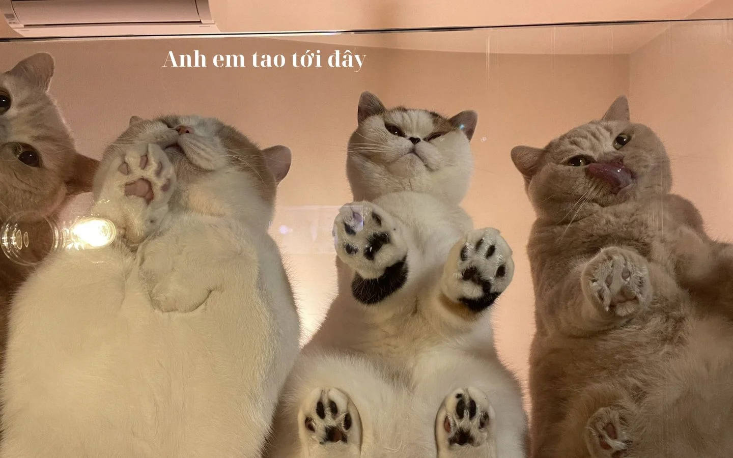 meme hai 31
