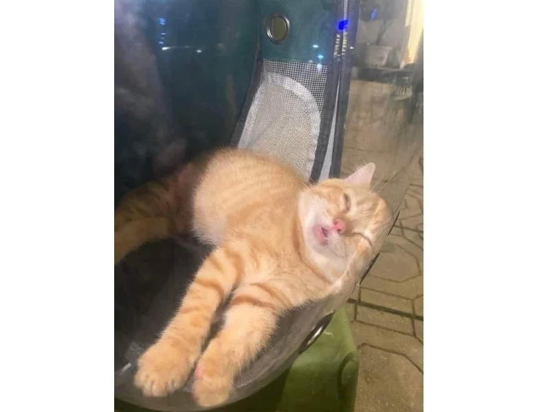 Meme mèo lầy lội hài hước