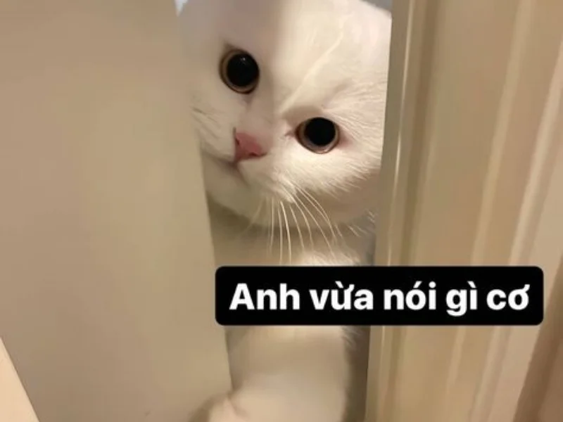 Ảnh Meme mèo lầy lội
