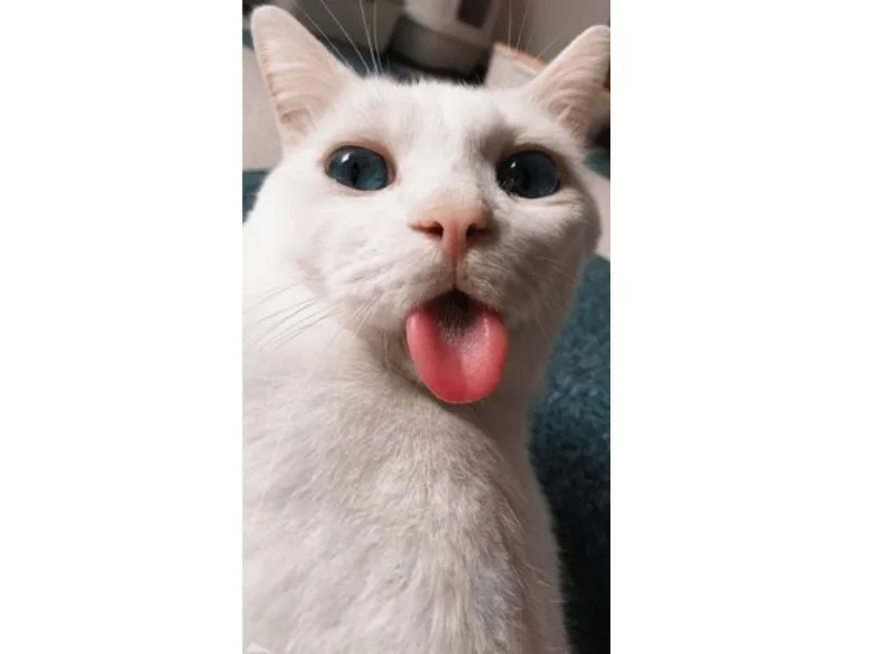 Hình meme mèo hài hước