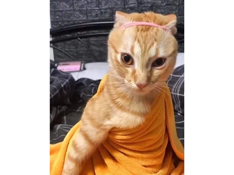 Meme con mèo lầy lội