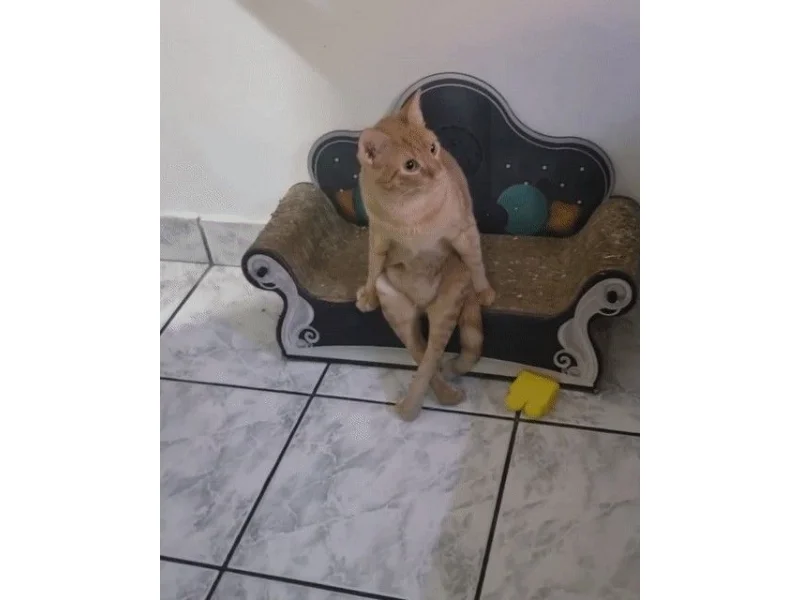 Ảnh mèo bựa siêu hài