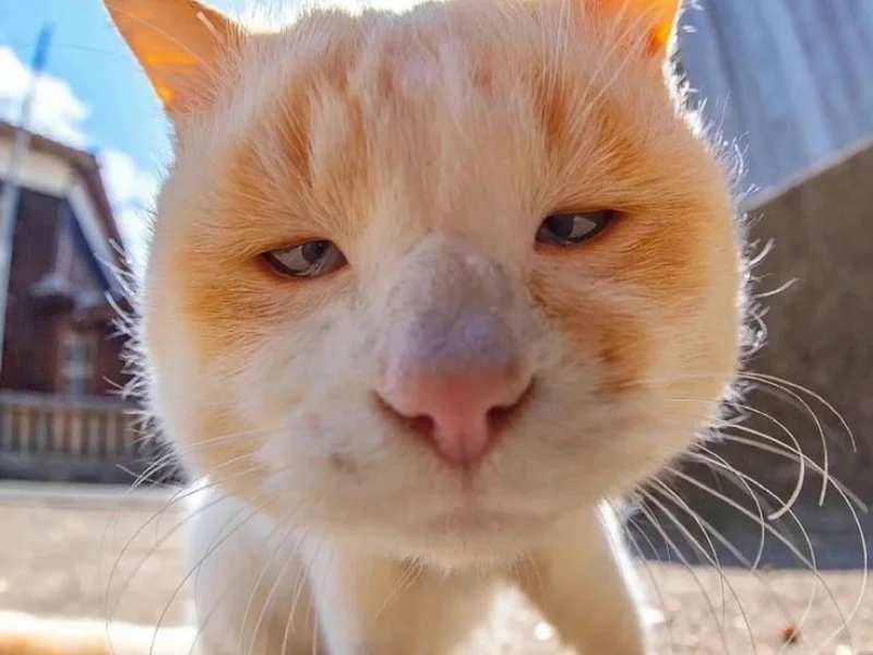 Avatar meme mèo bựa