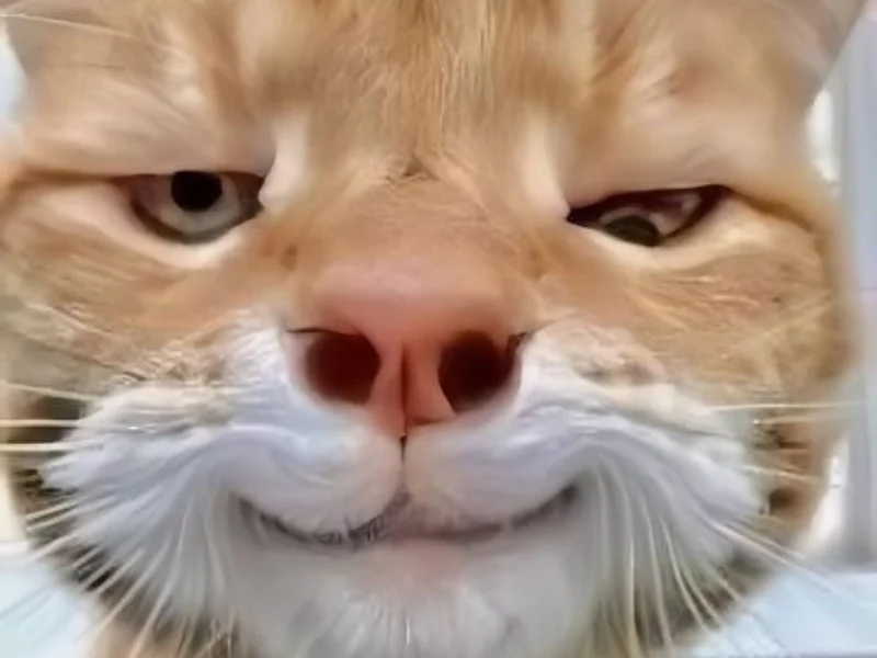 Meme mèo bựa cute