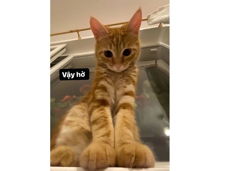 Meme con mèo bựa gây cười