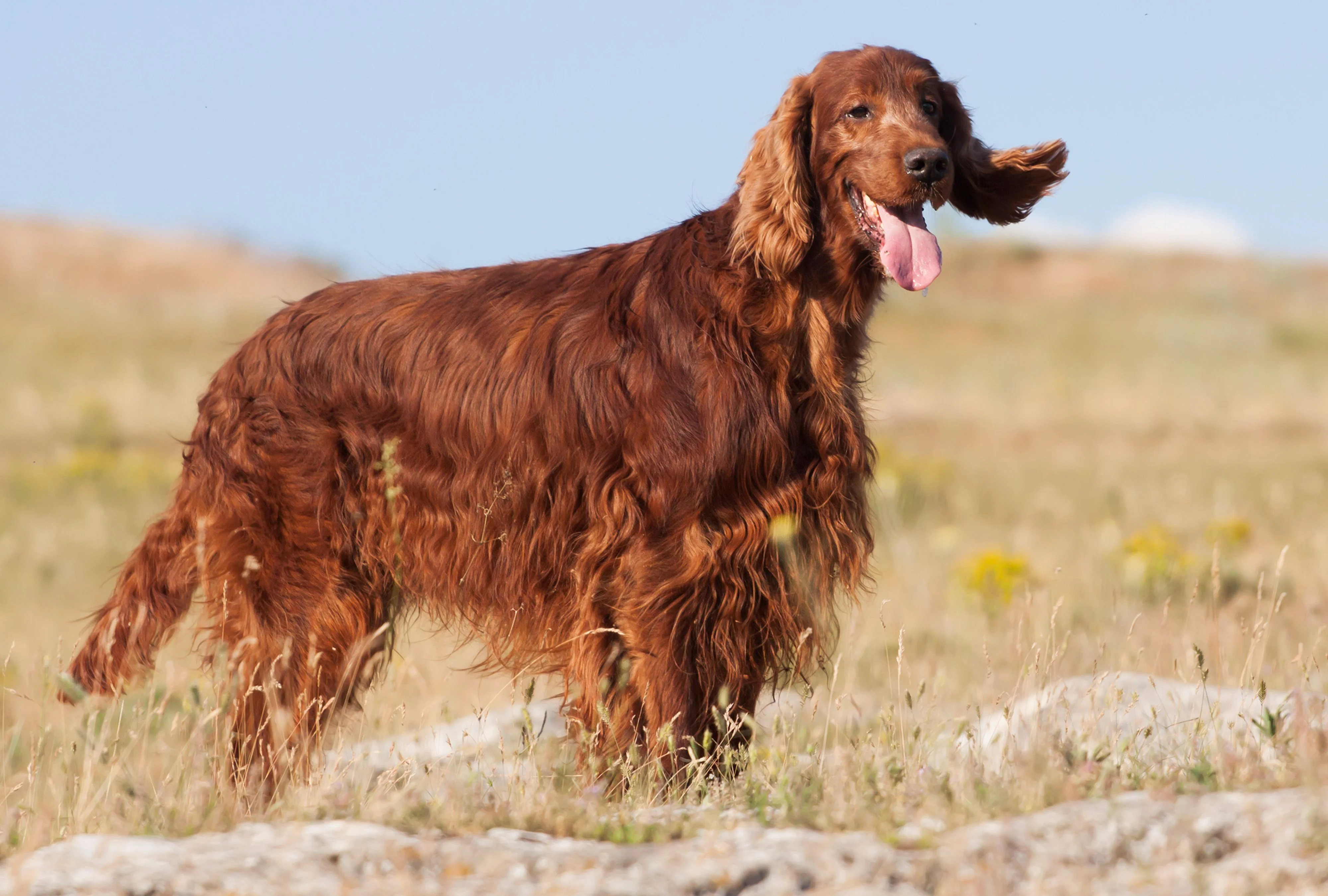 Ảnh dễ thương về chú chó Setter Ireland lông đỏ đang vui vẻ chạy giữa đồng cỏ dưới bầu trời xanh