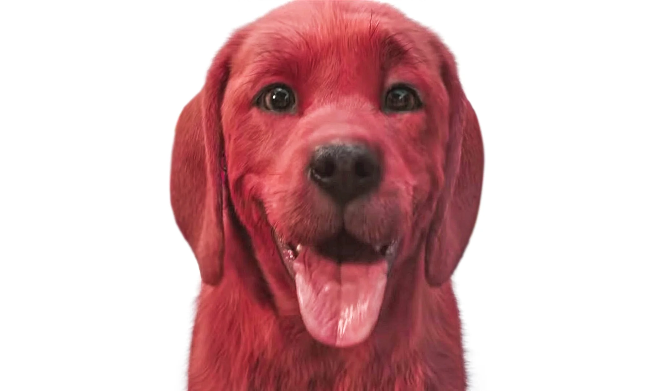 Ảnh dễ thương cận cảnh chú chó Golden Retriever lông đỏ đang mỉm cười và lè lưỡi trên nền trắng
