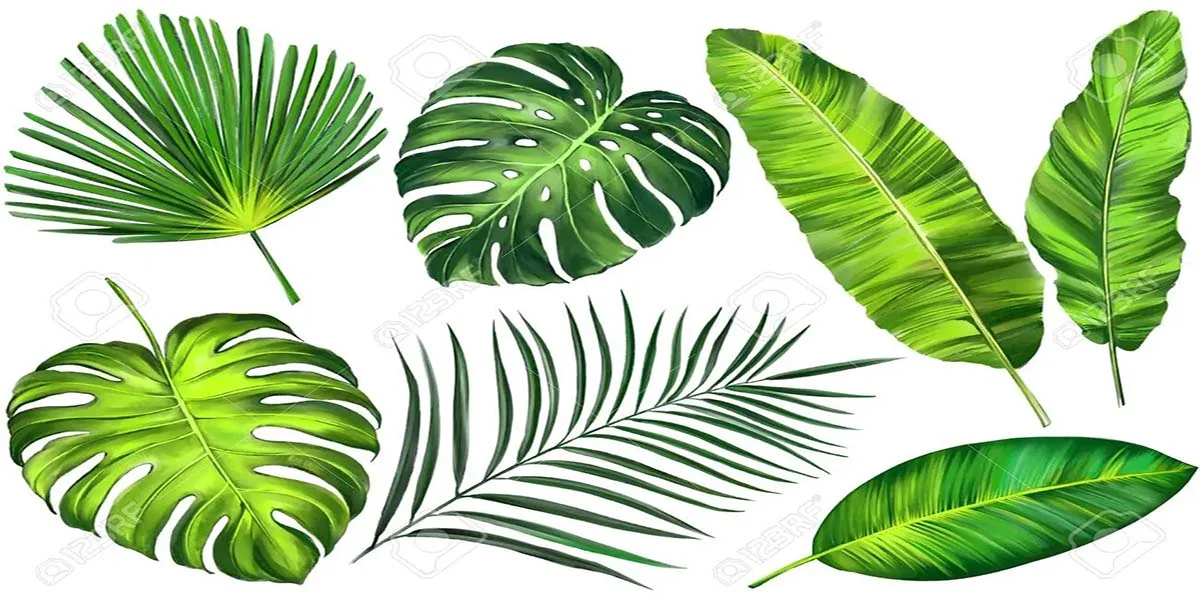 Điểm danh những lý do bạn nên mua tranh lá cây nghệ thuật