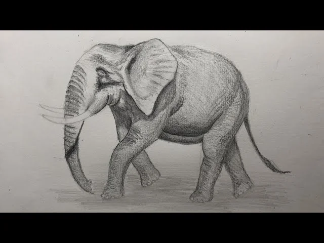 Cách vẽ một con voi đơn giản - How to draw an Elephant? - YouTube