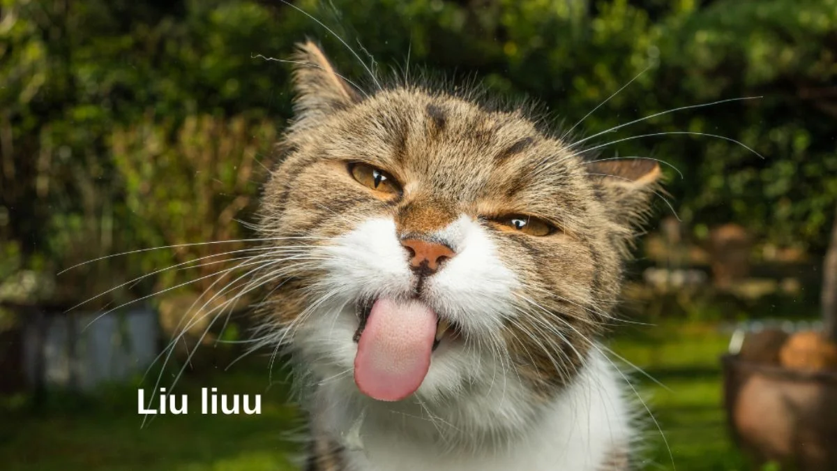 Hình ảnh hài hước về cuộc sống