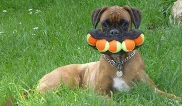 một ảnh chế hài hước về chú chó boxer ngậm nhiều quả bóng tennis trong miệng