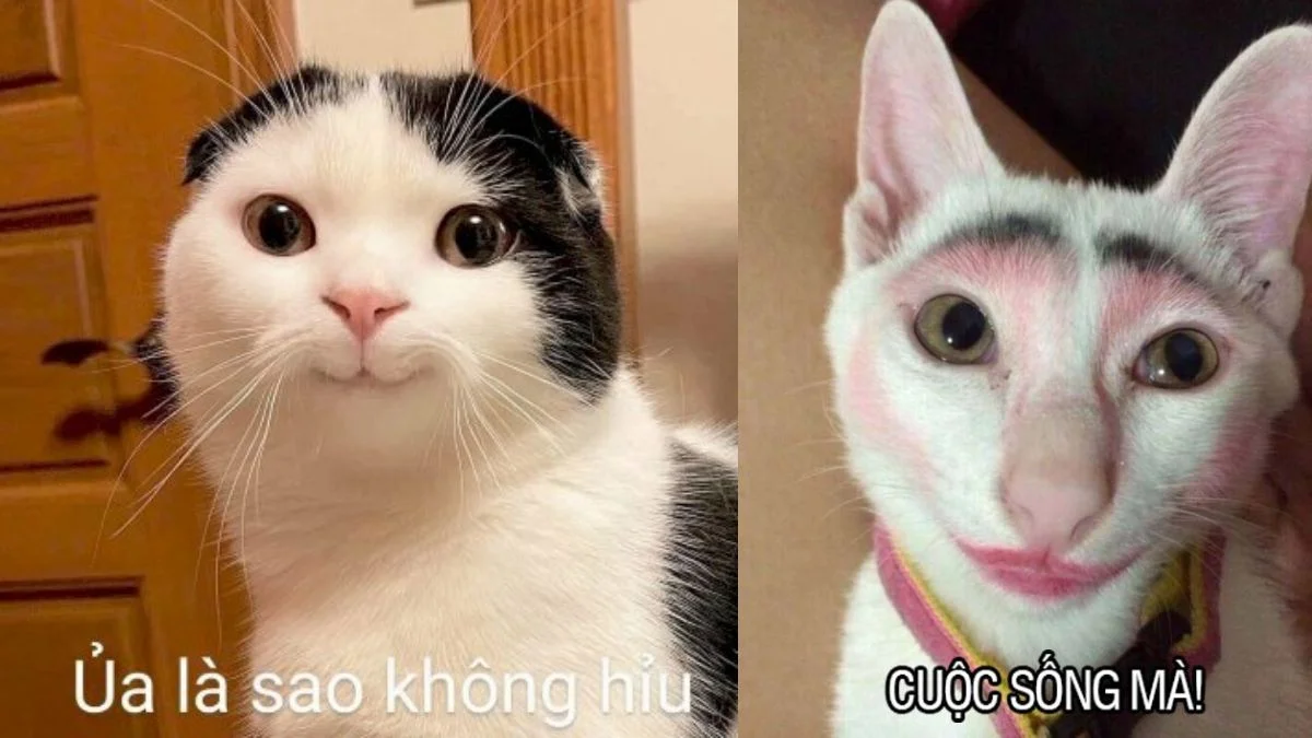 Ảnh chế hài hước hai chú mèo với biểu cảm ngơ ngác