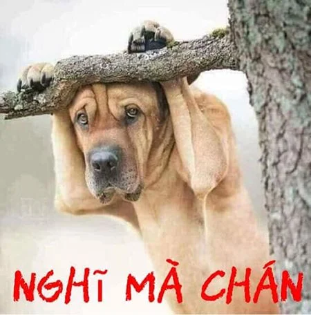 Tuyển tập ảnh chế hài hước đỉnh cao - cười nghiêng ngả mỗi ngày