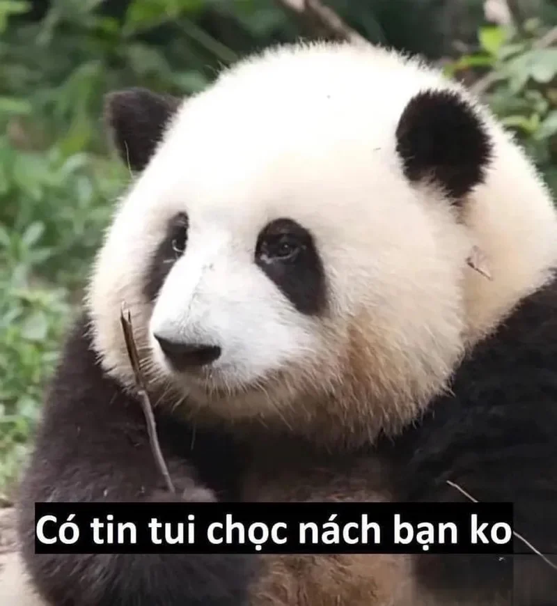 Gấu trúc sững sờ vì sự thật meme gấu trúc bất ngờ