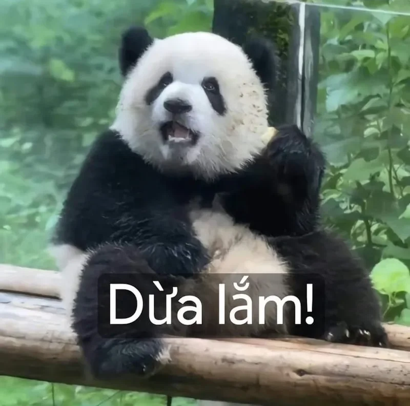 Gấu trúc đêm thức trắng meme gấu trúc mắt thâm đầy tâm trạng