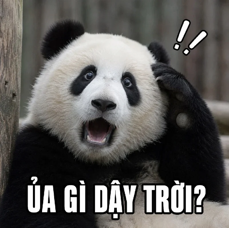 147+ Meme Gấu Trúc Bất Ngờ ngơ ngác cười banh nóc luôn