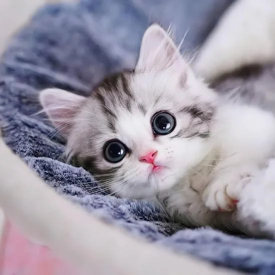Hình Ảnh Đẹp cute | Canva